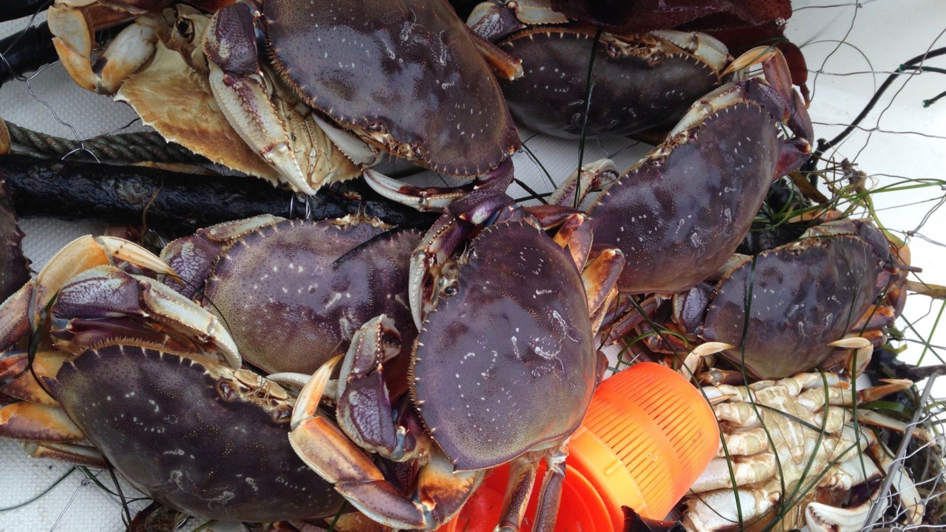 Crab Fishing in Tofino - FishingBooker